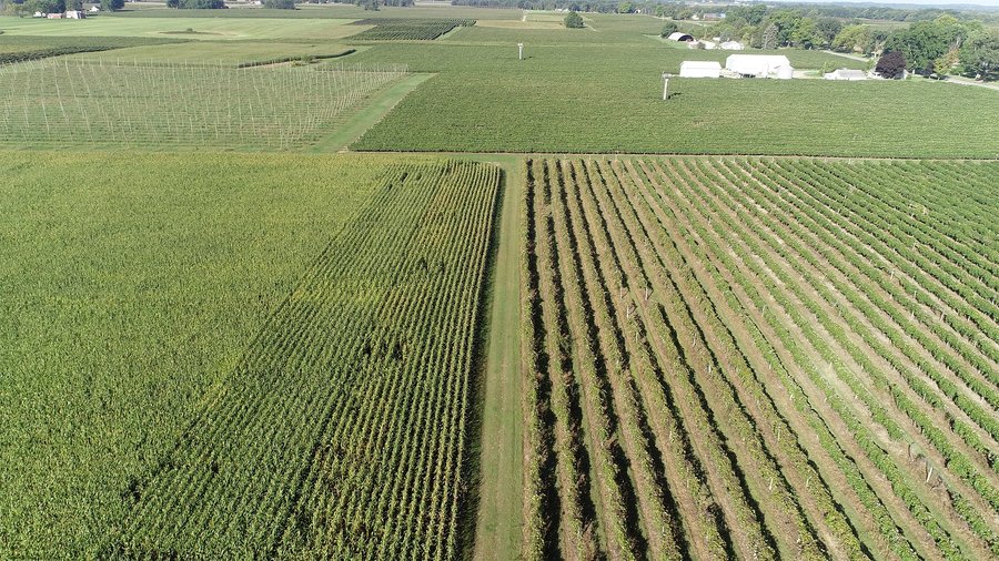 LAND AUCTION - 300+/- ACRES SPECIALTY CROP - GRAPES AND HOPS - OFFERED IN 8 TRACTS IN VAN BUREN COUNTY, MICHIGAN